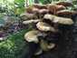 Gyűrűs tuskógomba (Armillaria mellea), Somogy